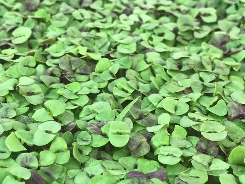 میکروسبزی ریحان تازه ارگانیک سرزمین آگور