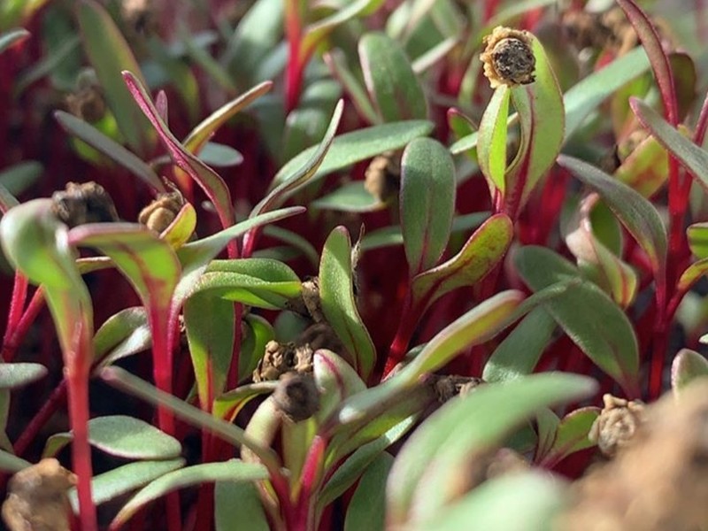 میکروسبزی چغندر سرزمین آگور