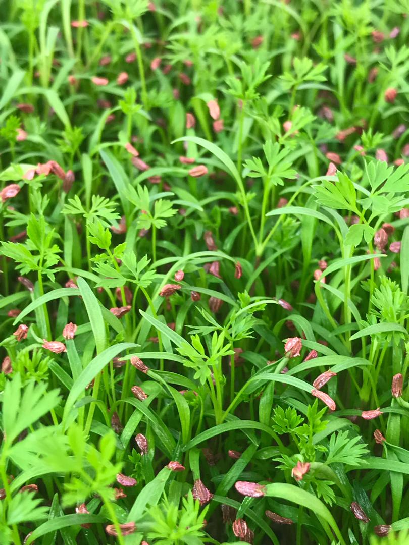 میکروسبزی هویج ارگانیک