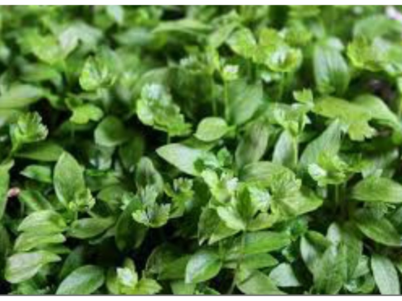 میکروسبزی گشنیز ارگانیک