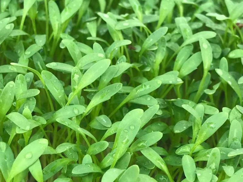 میکروسبزی شاهی ارگانیک