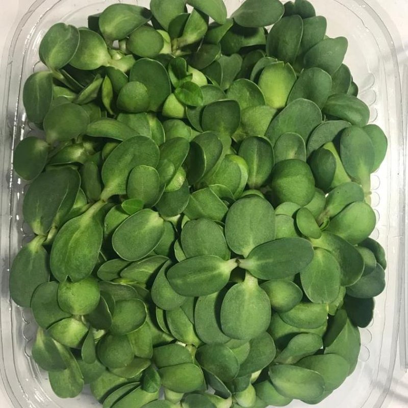 بسته 100 گرمی میکروسبزی آفتابگردان تازه سرزمین آگور