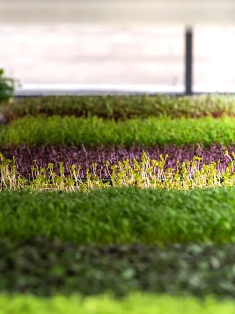 میکروگرین‌ها