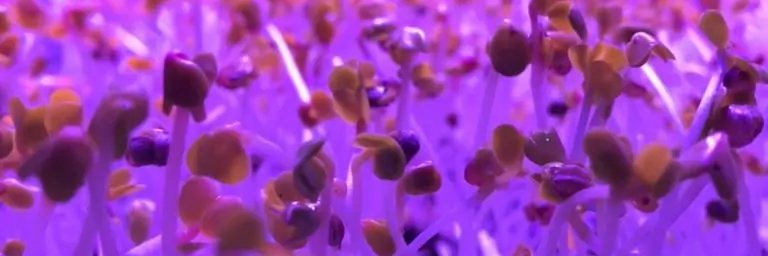 مزرعه شهری طبقاتی آگورلند با تولید میکروگرین ارگانیک