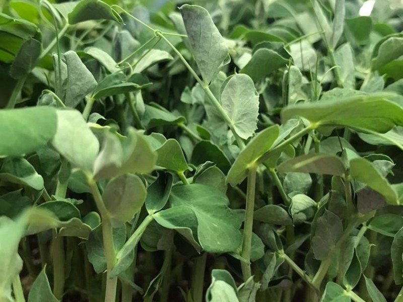 میکروسبزی نخود فرنگی تازه ارگانیک سرزمین آگور