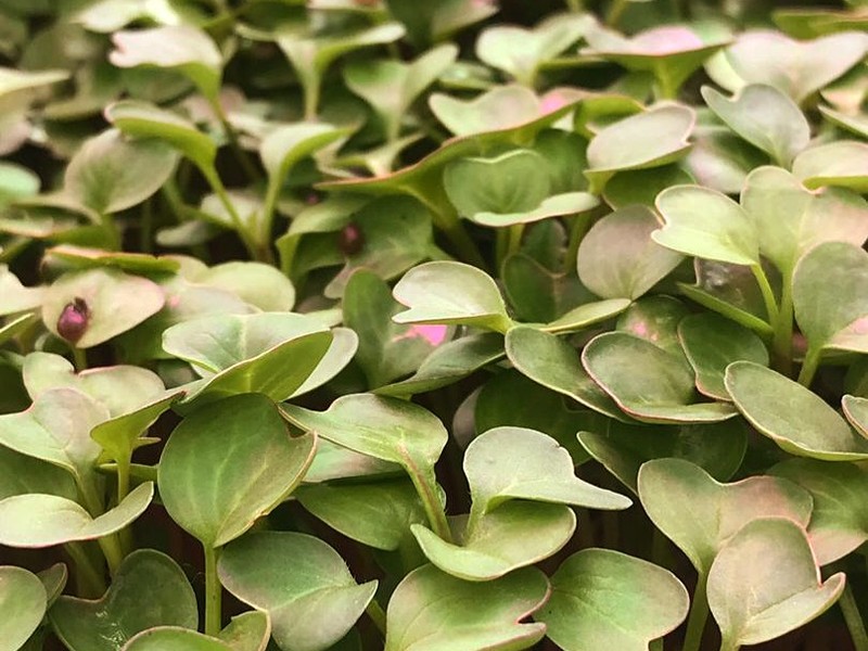 میکروسبزی تربچه ارگانیک