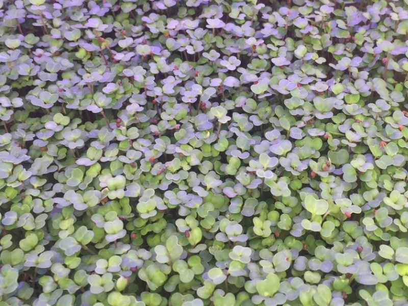 میکروسبزی شلغم تازه